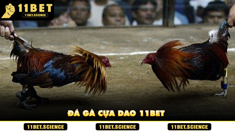 Đá Gà Cựa Dao 11BET